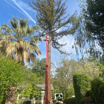 McMillan Tree Services - SpiderLift. - A tall tree is being pruned with a cherry picker lift in a residential area, with workers and a truck nearby, surrounded by other trees and houses. - Tree Services Near Me - Chico, California