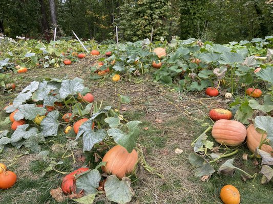 Seattle Farm by null