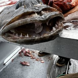 Patriot Sportfishing
