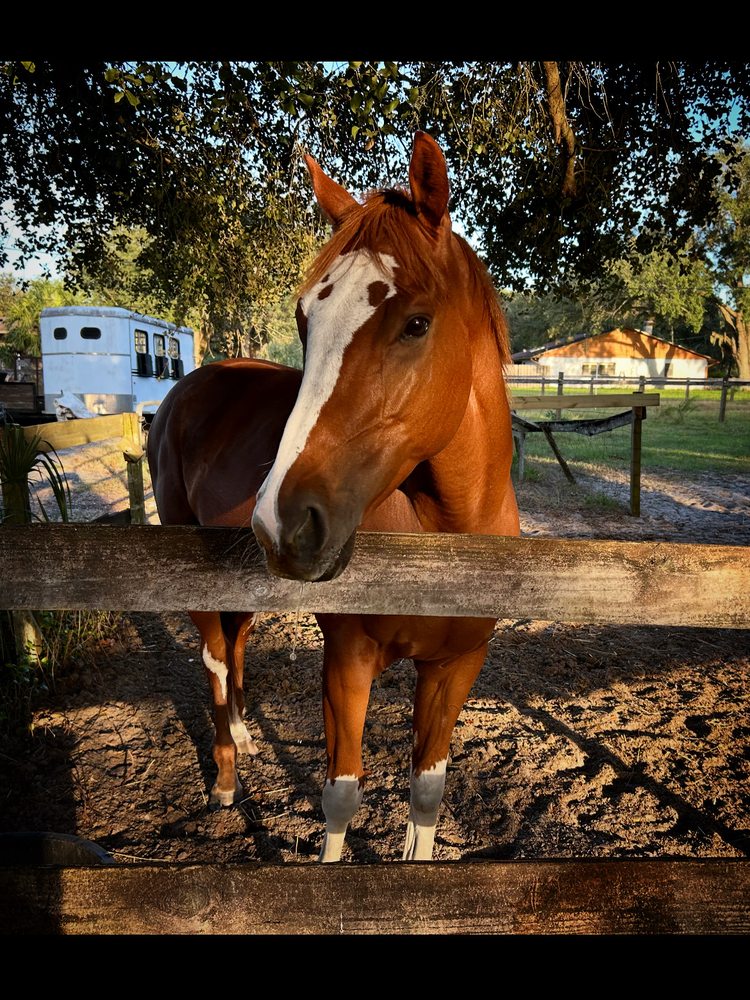 Truecare Equine - equestrian in Oviedo, FL