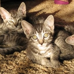 Big Island Pet Sitter - Little lions