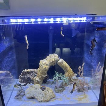 Three Little Fish - Aquatop - stable of five seahorses, along with Gorgonians, Zoas, Feather Dusters, and a dedicated cleanup crew. - Professional Services Near Me - Lancaster, California