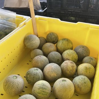 Downtown Phoenix Farmers Market - Mini cantaloupe - Farmers Market Near Me - Phoenix, Arizona Downtown Phoenix Farmers Market - Mini cantaloupe - Farmers Market Near Me - Phoenix, Arizona