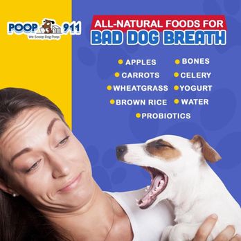 POOP 911 - Pet Waste Removal Near Me POOP 911 - Pet Waste Removal Near Me