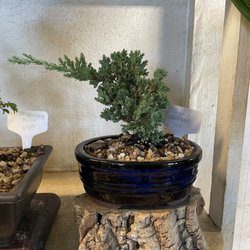 Sunshine Miniature Trees - Juniper