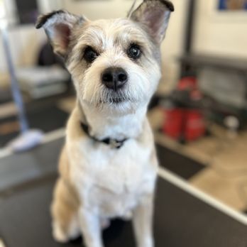 Punky Paws Grooming - Pet Groomers Near Me - Portland, Oregon Punky Paws Grooming - Pet Groomers Near Me - Portland, Oregon