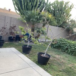 Van’s Nursery - Atemoya tree