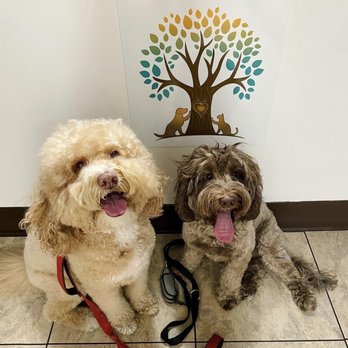 Encino Veterinary Center - Ginger and Cinnamon - Veterinarians Near Me - Los Angeles, California Encino Veterinary Center - Ginger and Cinnamon - Veterinarians Near Me - Los Angeles, California