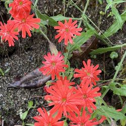 South Yuba River State Park - Wildflowers on the Point Defiance trail