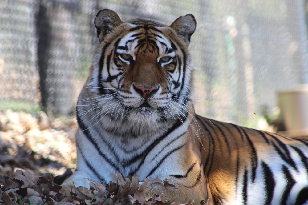 TIGER CREEK ANIMAL SANCTUARY Updated June 2024 17552 Fm 14, Tyler