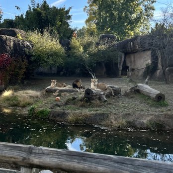 Memphis Zoo - Lions - Zoos Near Me - Memphis, Tennessee Memphis Zoo - Lions - Zoos Near Me - Memphis, Tennessee