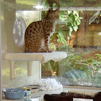 PurrInn Cats Hostelry - PurrInn Cats Hostelry Condo with a view - Pet Sitting Near Me