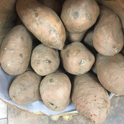 Sansotta Brothers II - Taters too