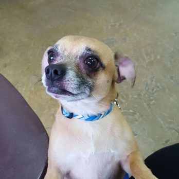 Bath & Biscuits - So fresh and so clean , y'all dogs know what i mean lol - Pet Stores Near Me - Sacramento, California Bath & Biscuits - So fresh and so clean , y'all dogs know what i mean lol - Pet Stores Near Me - Sacramento, California