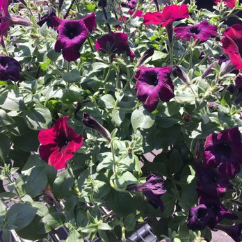 Dom's Garden Center - Home & Garden Near Me - Danbury, Connecticut