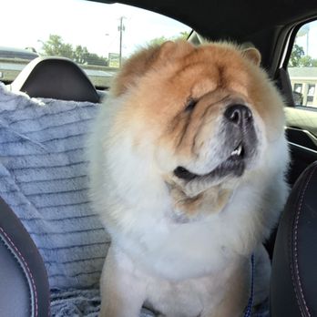 Precious Pets Day Spa - After...so handsome - Pet Groomers Near Me - Forney, Texas Precious Pets Day Spa - After...so handsome - Pet Groomers Near Me - Forney, Texas