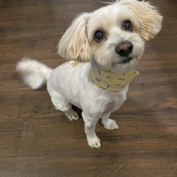 Pawsitive Pet Grooming - Pet Groomers Near Me - Covina, California Pawsitive Pet Grooming - Pet Groomers Near Me - Covina, California