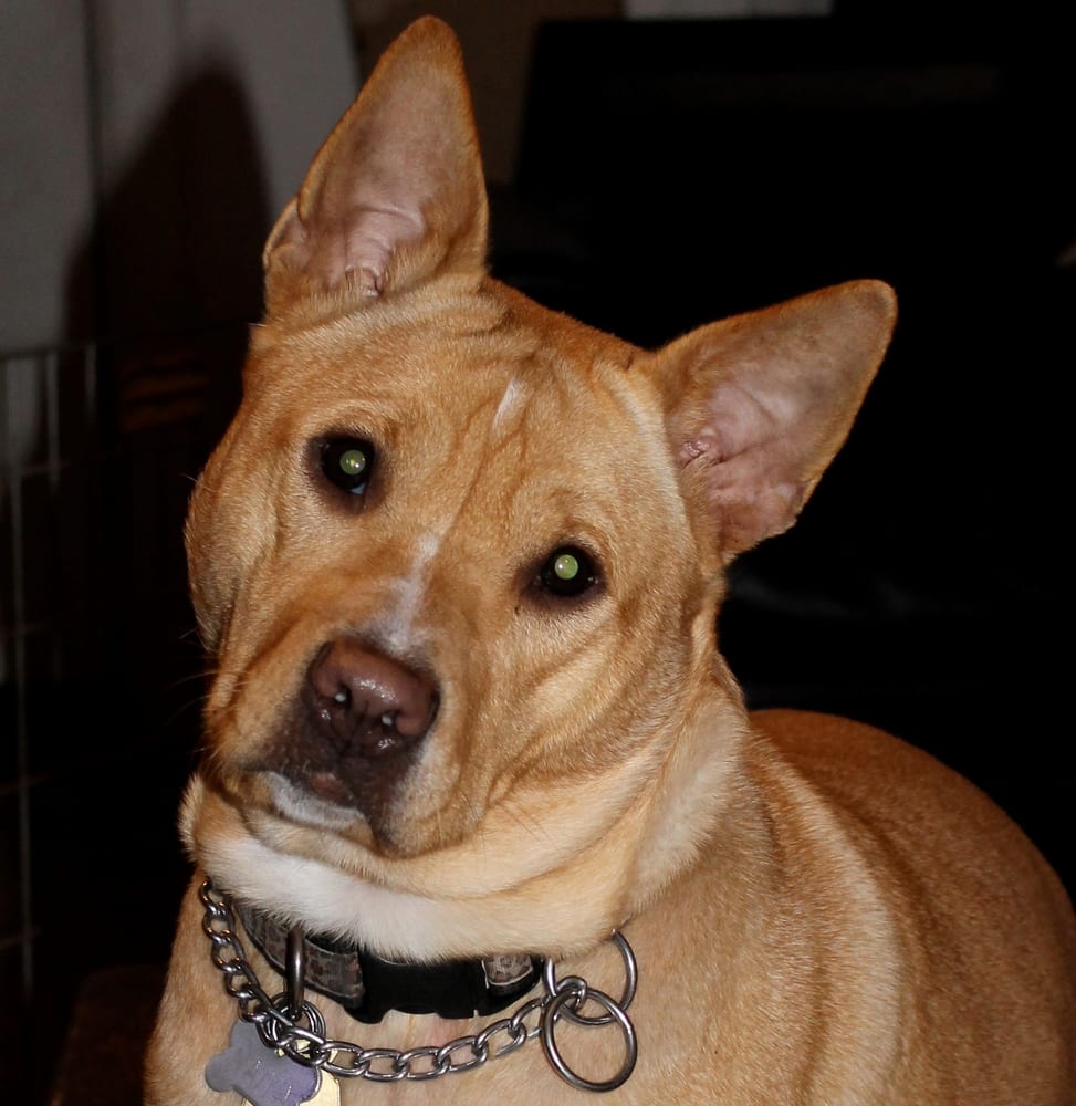 PINK DOG ESTATE SALES 22 Reviews Oakland, NJ Yelp