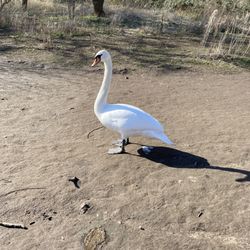 Duddingston Loch