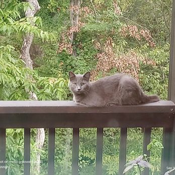 PAWright Pet Services - CeeCee lives in Black Creek Lookout Valley TN. He lives with O'Malley. - Pet Sitting Near Me - Soddy-Daisy, Tennessee PAWright Pet Services - CeeCee lives in Black Creek Lookout Valley TN. He lives with O'Malley. - Pet Sitting Near Me - Soddy-Daisy, Tennessee