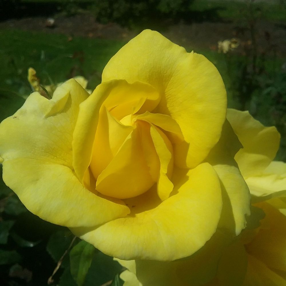 Owen Rose Garden - Parks Near Me - Eugene, Oregon Owen Rose Garden - Parks Near Me - Eugene, Oregon