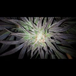 Kitsap Cannabis 2