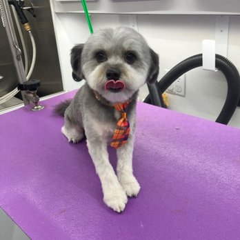 Compassionate Dog - After - Pet Groomers Near Me - Austin, Texas