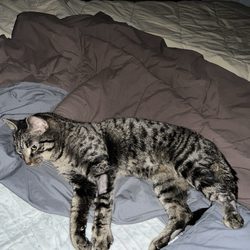 Dumb Friends League - Vinny's first night in his new home.