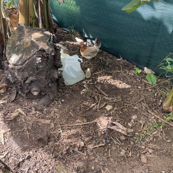 Aloha Animal Sanctuary - Chicks! - Animal Shelters Near Me - Kaneohe, Hawaii