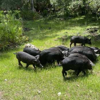 Babcock Ranch Eco Tours - Tours Near Me - Punta Gorda, Florida