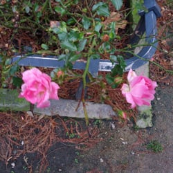 Kellinghusens Park - 26. Dezember 2015