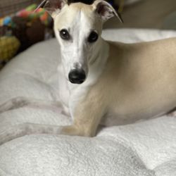 Bark Busters of Austin South - Nervous whippet