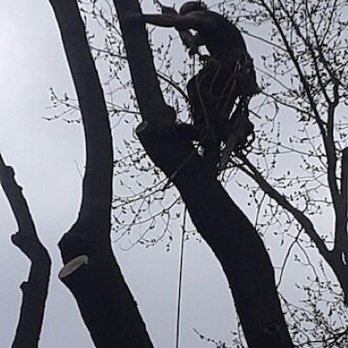All Around Trees - Tree Services Near Me