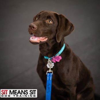 Sit Means Sit Dog Training - Pet Training Near Me - Raleigh, North Carolina Sit Means Sit Dog Training - Pet Training Near Me - Raleigh, North Carolina