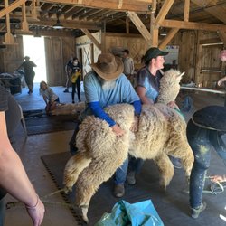 Alpacas of San Diego - Shearing Day!