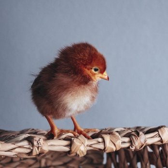 Backyard Chickies - Blondie - Pet Stores Near Me