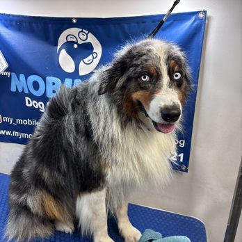Mymobiledog - Pet Groomers Near Me Mymobiledog - Pet Groomers Near Me
