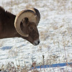 Taxi Jackson Hole - Big horn sheep.