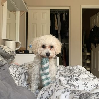 Doggi Dogi Spa - Before - Pet Groomers Near Me - Fullerton, California