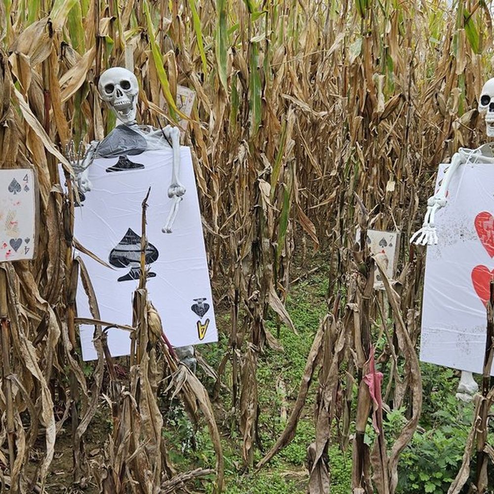 The Beacon Corn Maze and Haunted House - Would you like to join them in the corn? - Haunted Houses Near Me - Renfrew, Pennsylvania
