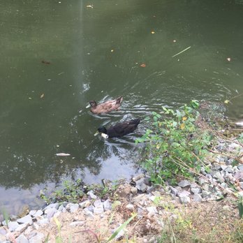 Seams Like Home Retreat - Duck pond - Bed & Breakfast Near Me - Vanderbilt, Pennsylvania