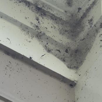 Best Pest Management - Before: More spider activity along the eaves. - Pest Control Near Me - Manassas, Virginia Best Pest Management - Before: More spider activity along the eaves. - Pest Control Near Me - Manassas, Virginia