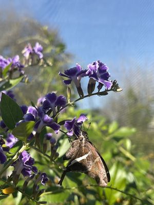 South Texas Botanical Gardens & Nature Center by null