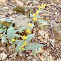 Monte Sano State Park