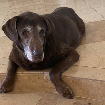 Angel Veterinary Services - Veterinarians Near Me - Phoenix, Arizona