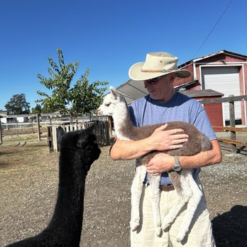 Loomis Alpacas - Attraction Farms Near Me - Loomis, California Loomis Alpacas - Attraction Farms Near Me - Loomis, California