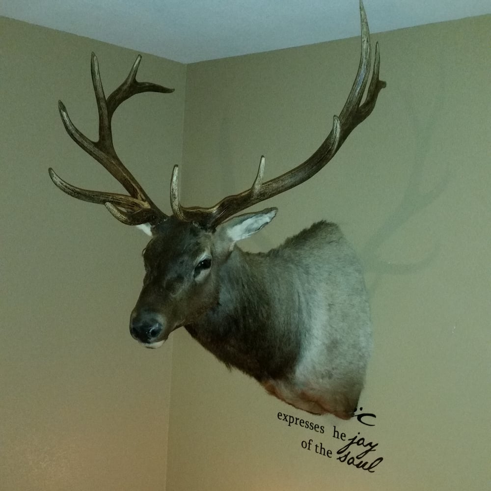 Great Basin Taxidermy - taxidermy in Las Vegas, NV