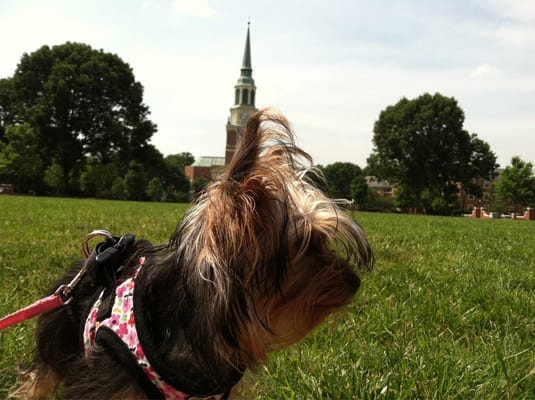 Wake Forest University by null