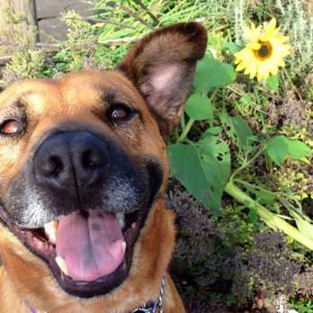 Jing! Go Walking - This is the kind of picture I get every day. Pure joy! - Dog Walkers Near Me Jing! Go Walking - This is the kind of picture I get every day. Pure joy! - Dog Walkers Near Me
