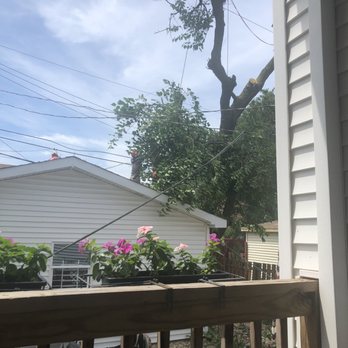 Meca Tree Service - Tree techs safely removing tree - Tree Services Near Me Meca Tree Service - Tree techs safely removing tree - Tree Services Near Me